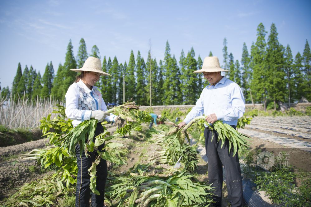 【致敬零点劳动者】系列报道：熊奉根的30余年卖菜路