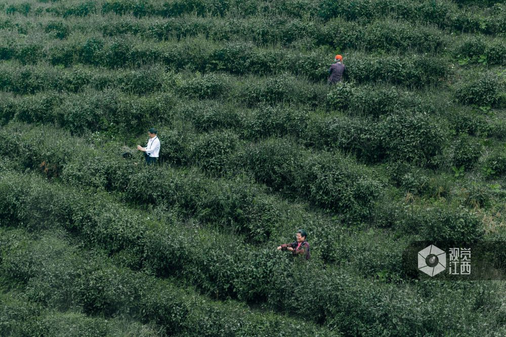 南昌六旬夫妻承包150亩茶园  带动村庄致富每年增收近100万