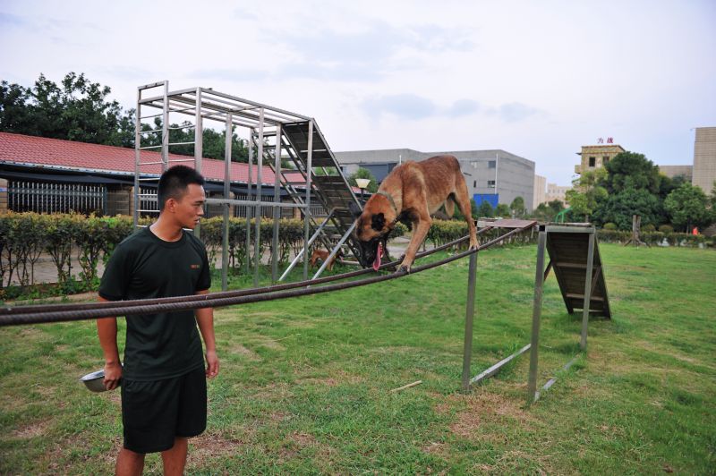 救援“特种兵” 搜救犬成长揭秘