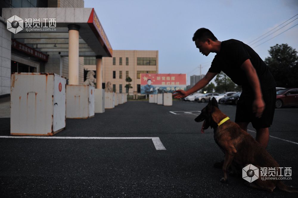 救援“特种兵” 搜救犬成长揭秘