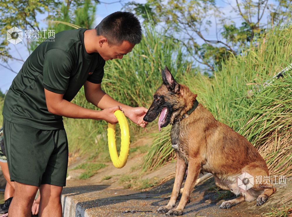 救援“特种兵” 搜救犬成长揭秘