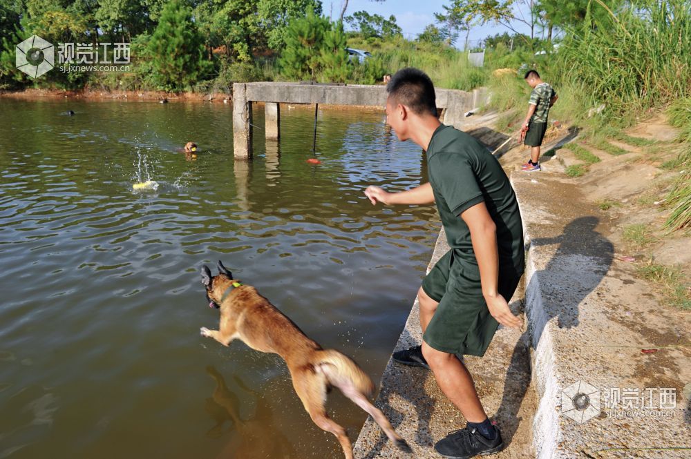 救援“特种兵” 搜救犬成长揭秘