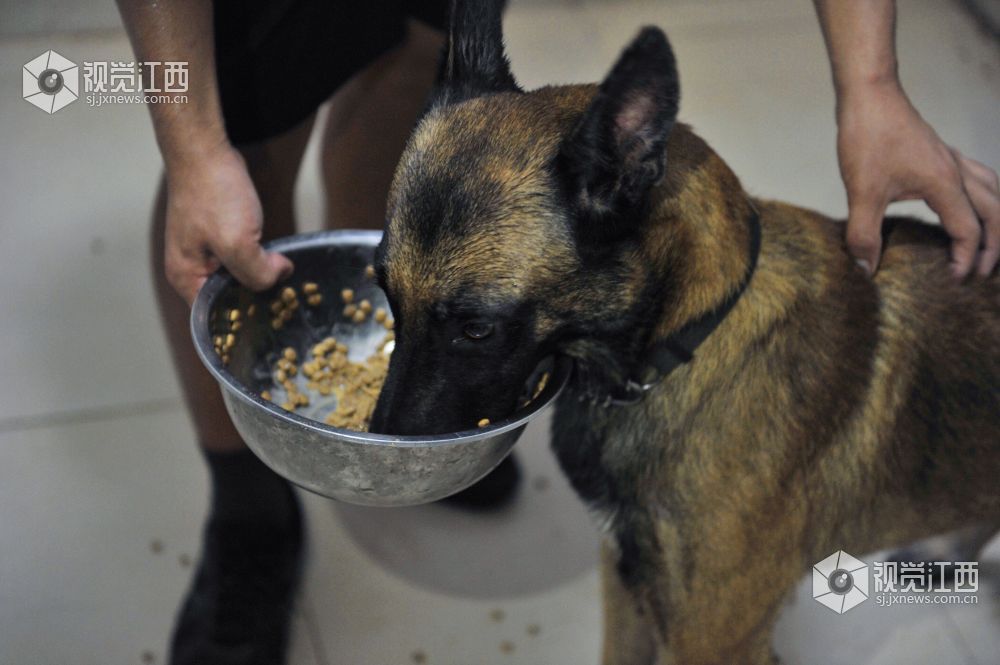 救援“特种兵” 搜救犬成长揭秘