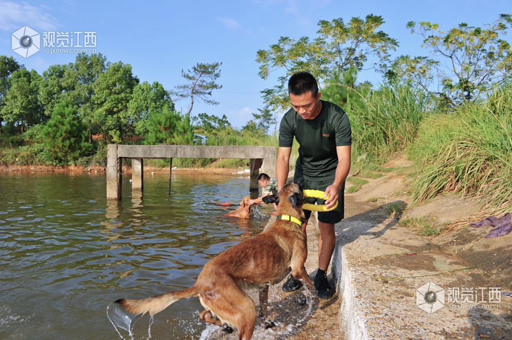 救援“特种兵” 搜救犬成长揭秘