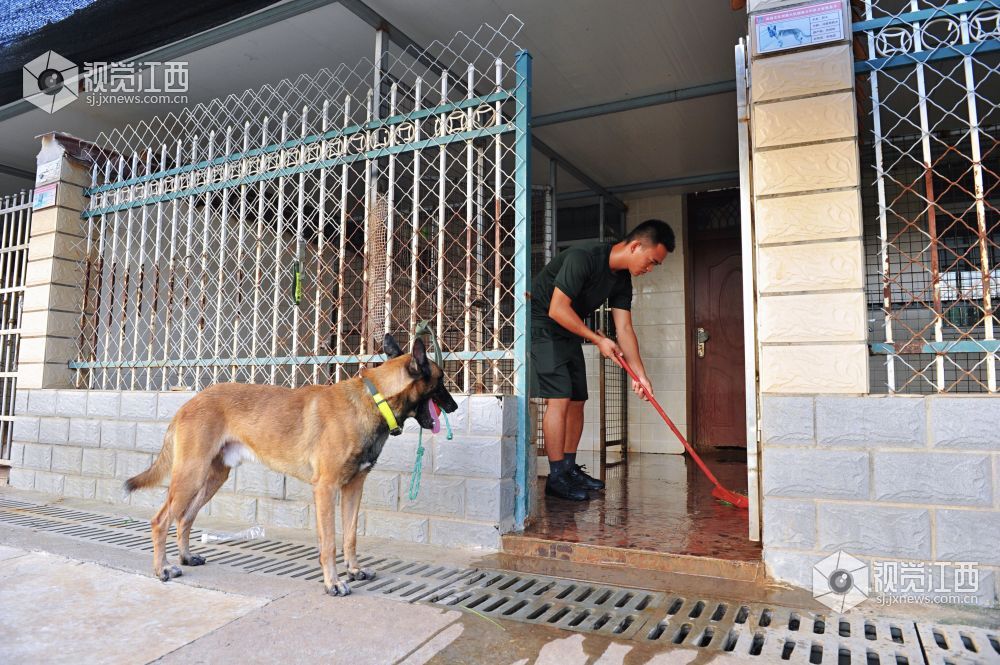 救援“特种兵” 搜救犬成长揭秘