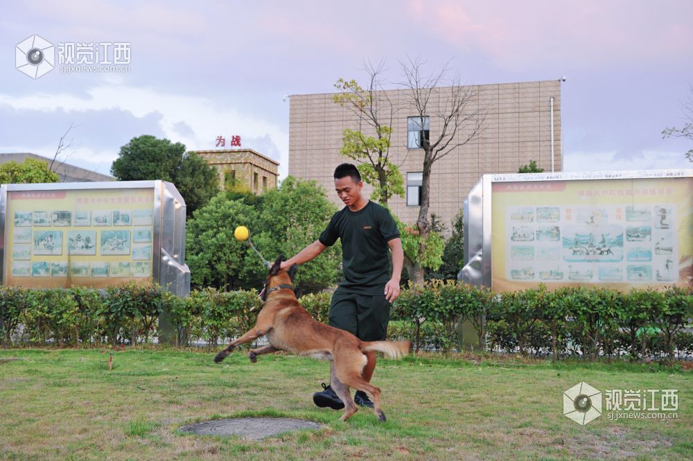 救援“特种兵” 搜救犬成长揭秘