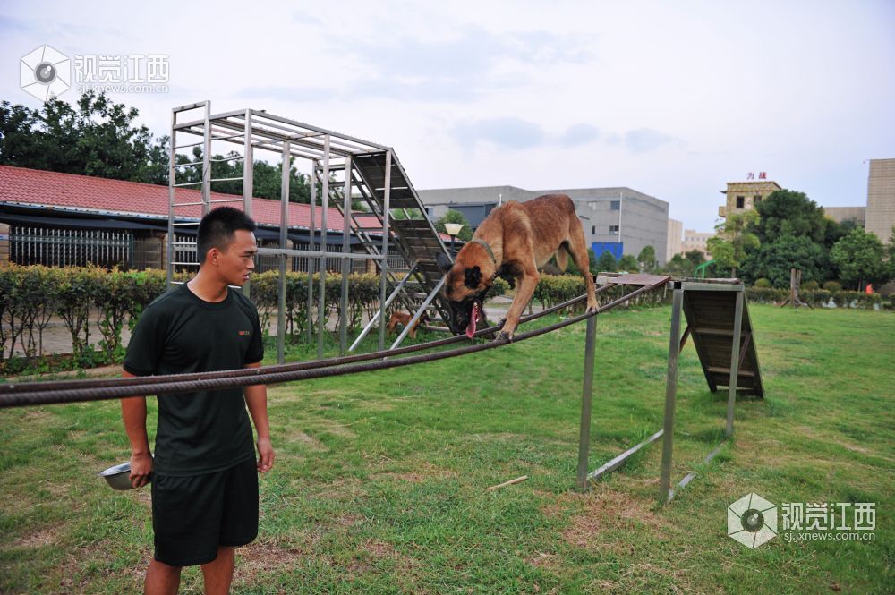 救援“特种兵” 搜救犬成长揭秘