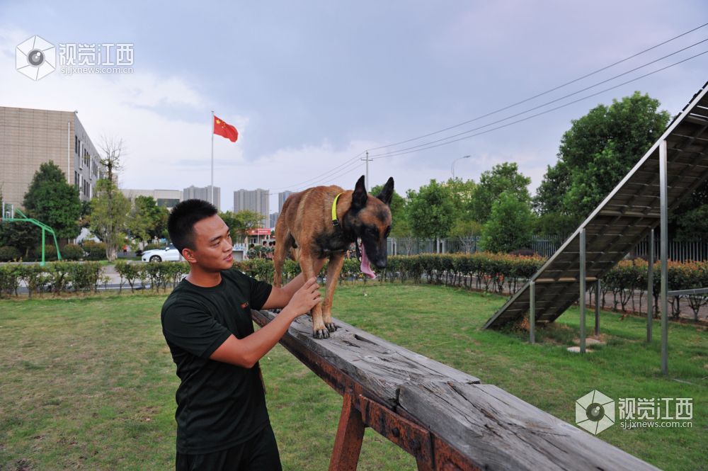 救援“特种兵” 搜救犬成长揭秘