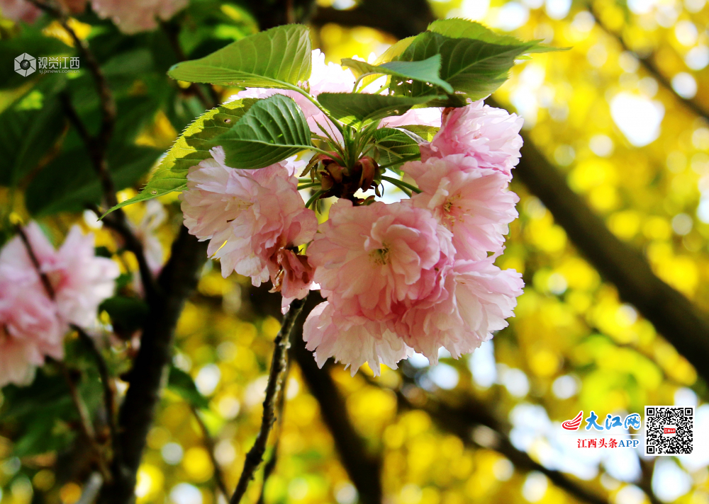 4月7日，江西省赣县游客们游走在如痴如醉十里大道?；ü?。