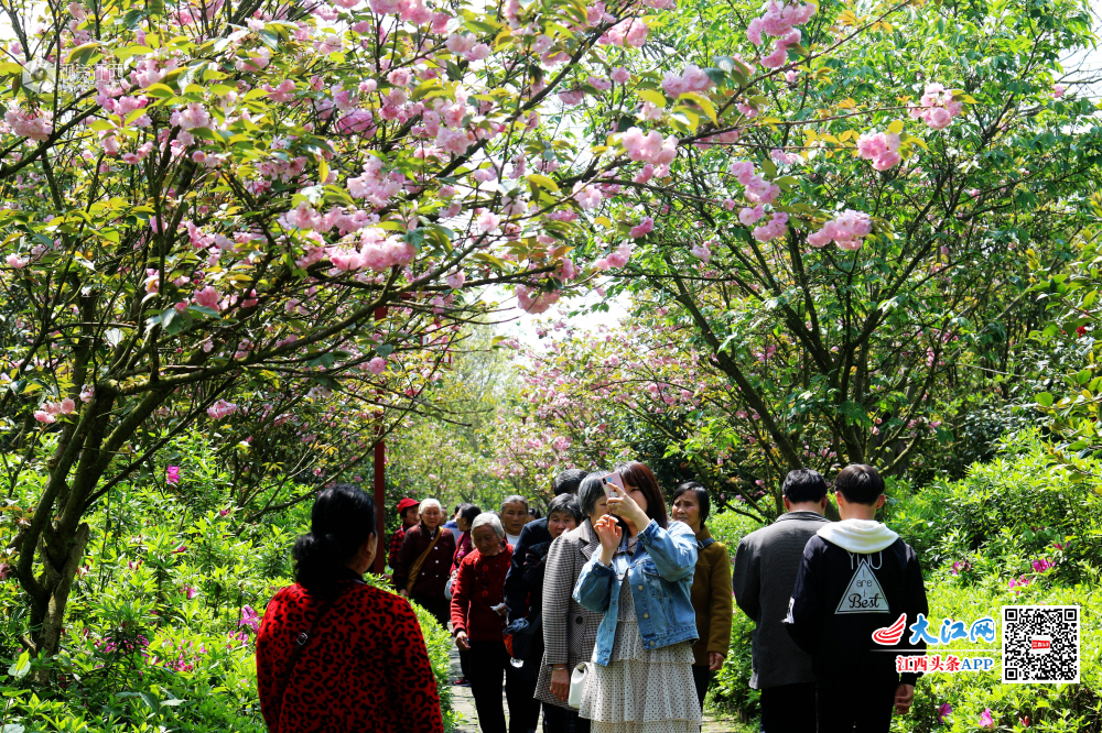 4月7日，江西省赣县游客们游走在如痴如醉十里大道?；ü?。