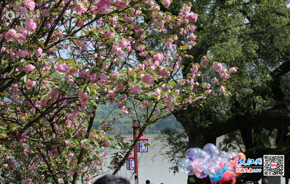 4月7日，江西省赣县游客们游走在如痴如醉十里大道?；ü?。