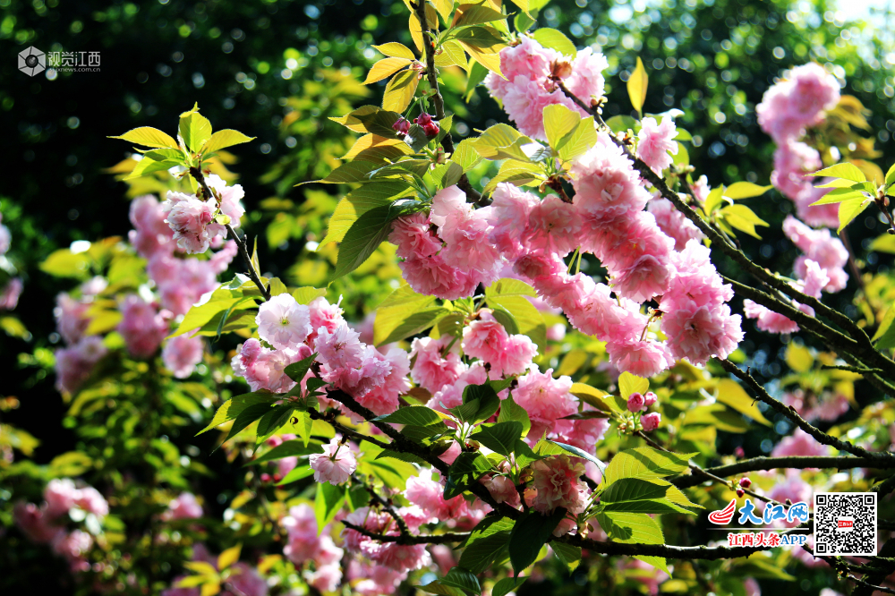 4月7日，江西省赣县游客们游走在如痴如醉十里大道?；ü啊? bigimg=