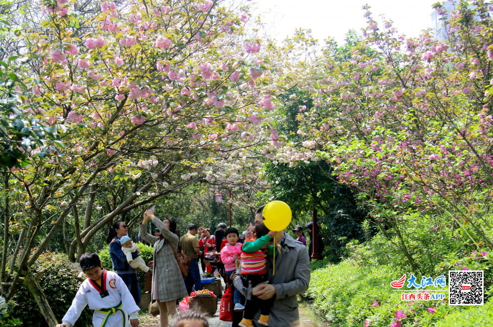 4月7日，江西省赣县游客们游走在如痴如醉十里大道?；ü啊? bigimg=