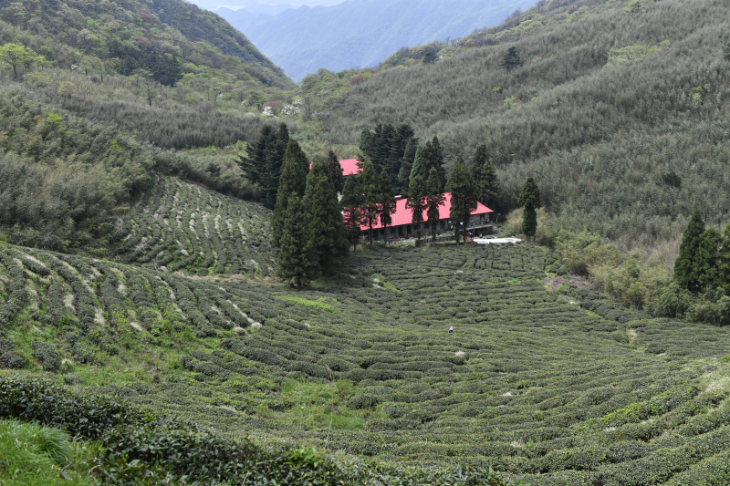 庐山深山之中有茶人 手艺代代相传只为最好的那杯茶