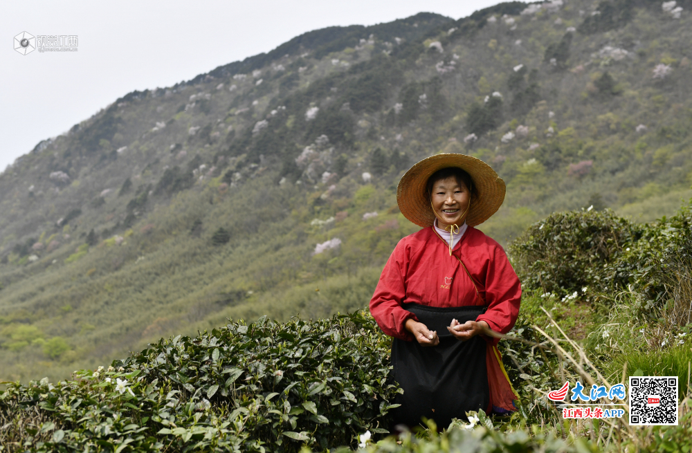 庐山深山之中有茶人 手艺代代相传只为最好的那杯茶