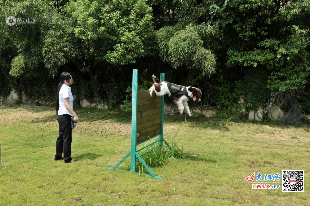 南昌“闻”名机场的“侦探” 灵鼻可秒嗅违禁品