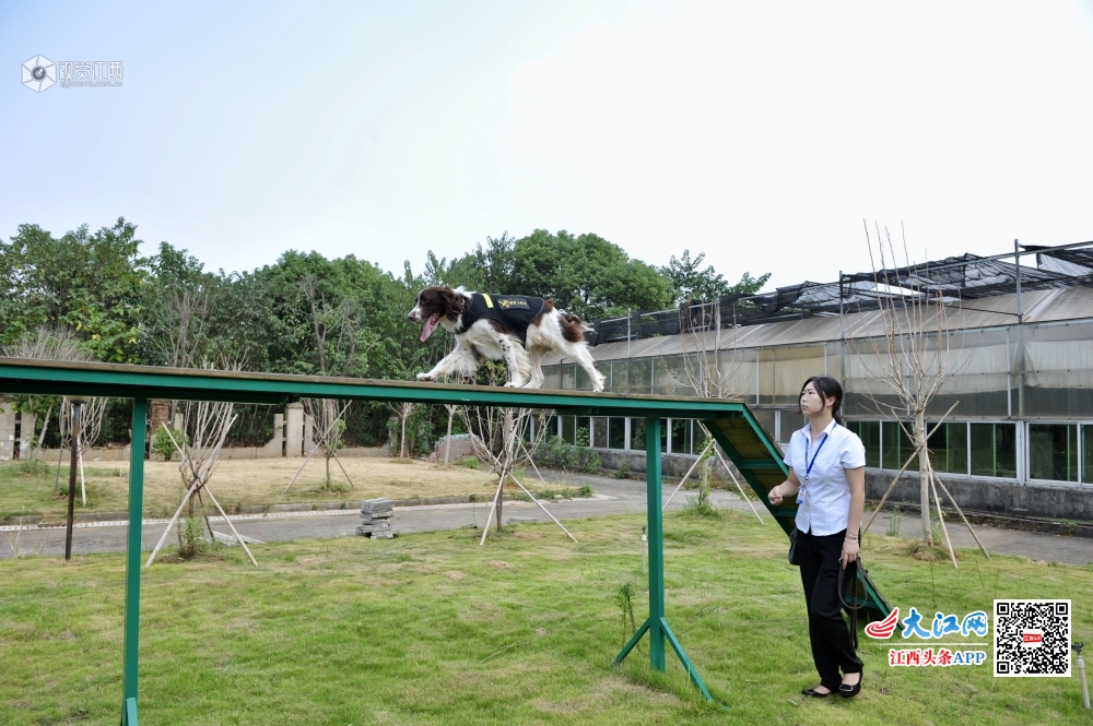 南昌“闻”名机场的“侦探” 灵鼻可秒嗅违禁品