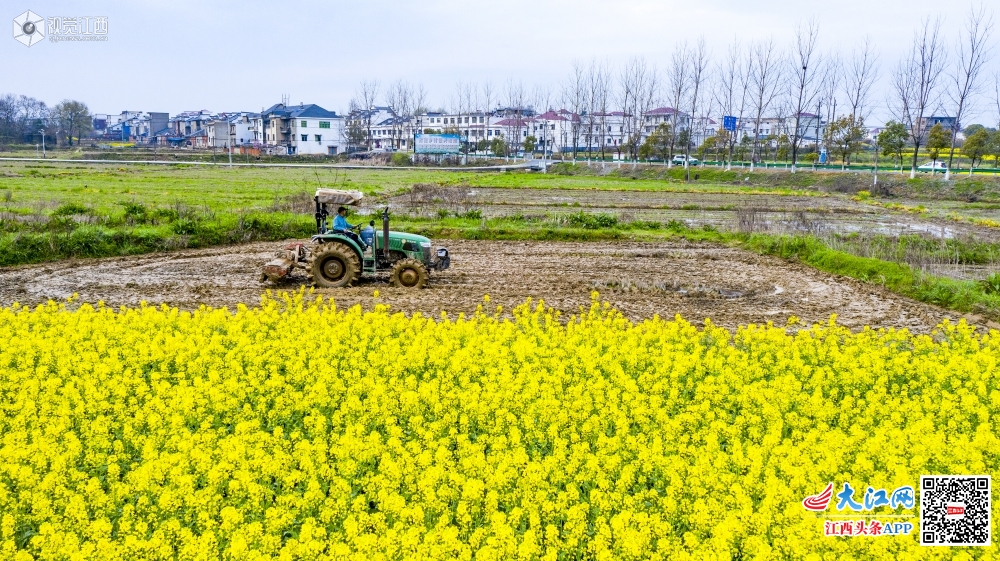 2020年3月16日，江西省九江市湖口县均桥镇种粮大户正在翻耕早稻田。眼下正是春耕备耕时节，当地农民抢抓有利天气，及时开展农业春季生产作业，田间地头呈现一派“铁牛”闹春耕的火热景象。