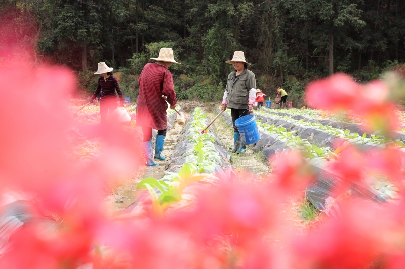 江西峡江：贫困户植入产业链 实现“造血”式脱贫