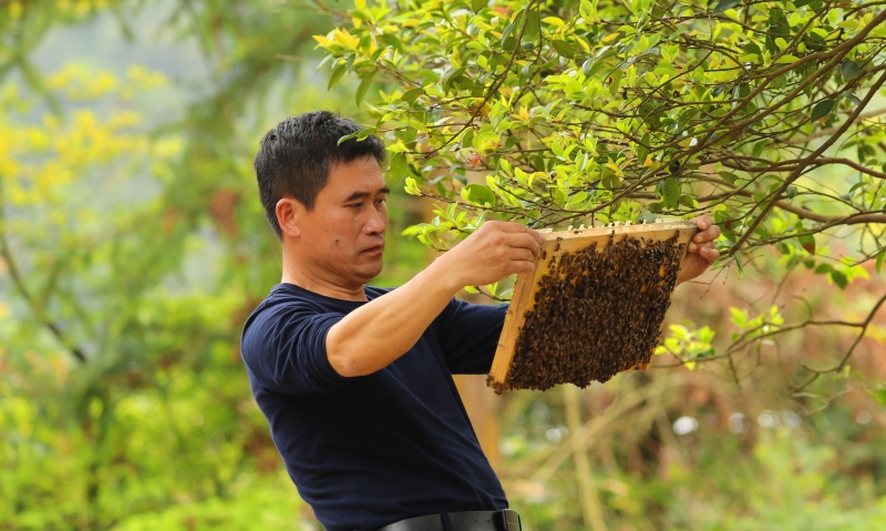 江西泰和：扶贫蜜蜂管护忙