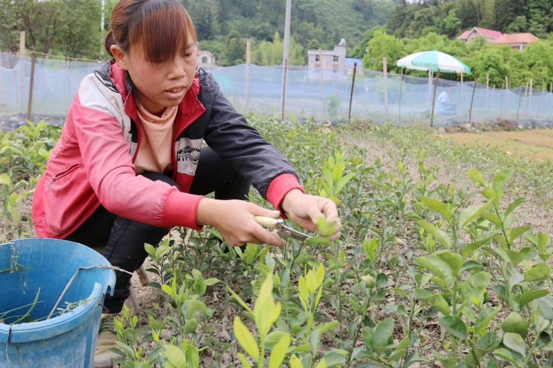 江西遂川：打好产业脱贫“王牌”培育扶贫合作社