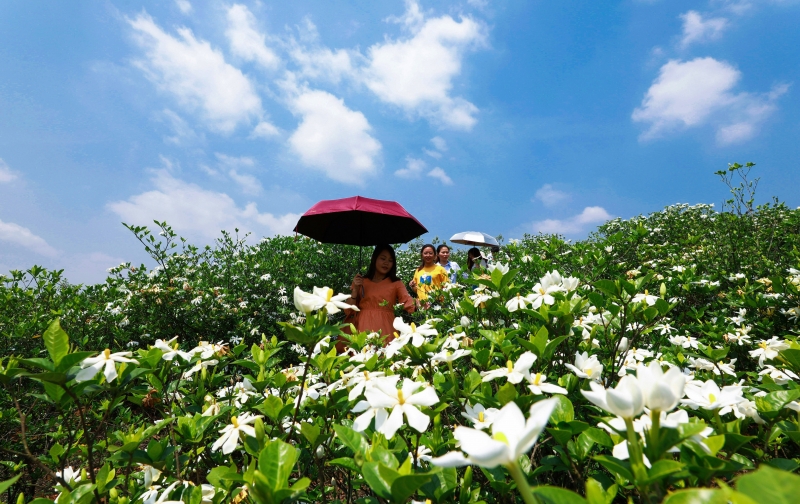 江西泰和：栀子花开脱贫路