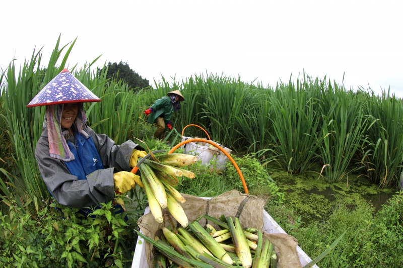 江西分宜：茭白丰收助农增收