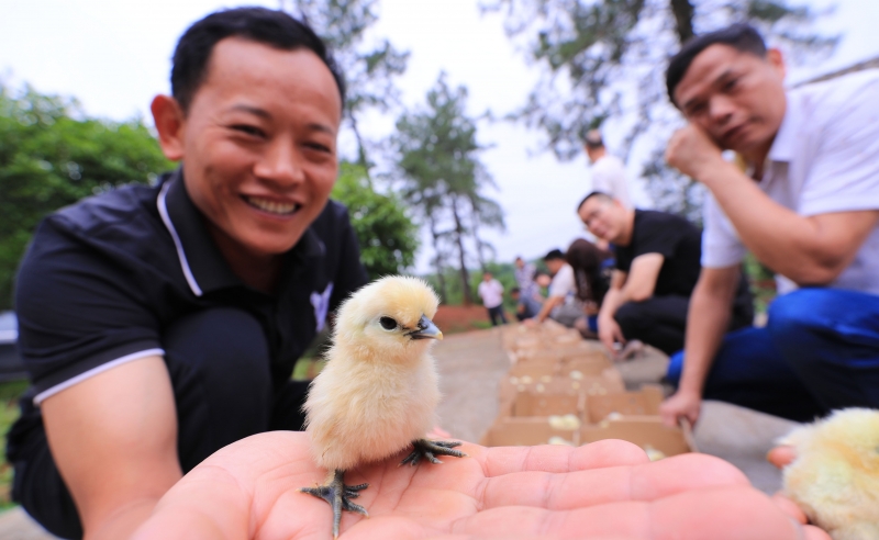 江西泰和：赠鸡苗助脱贫