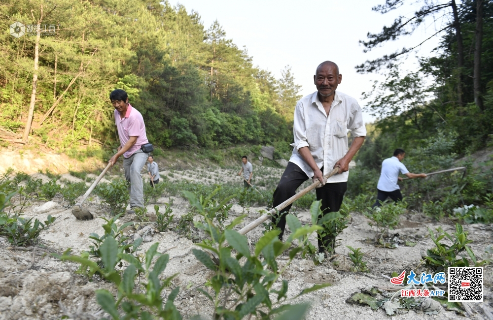 大山深处“太阳”新升  修水县深度贫困村太阳垄村三年攻坚记