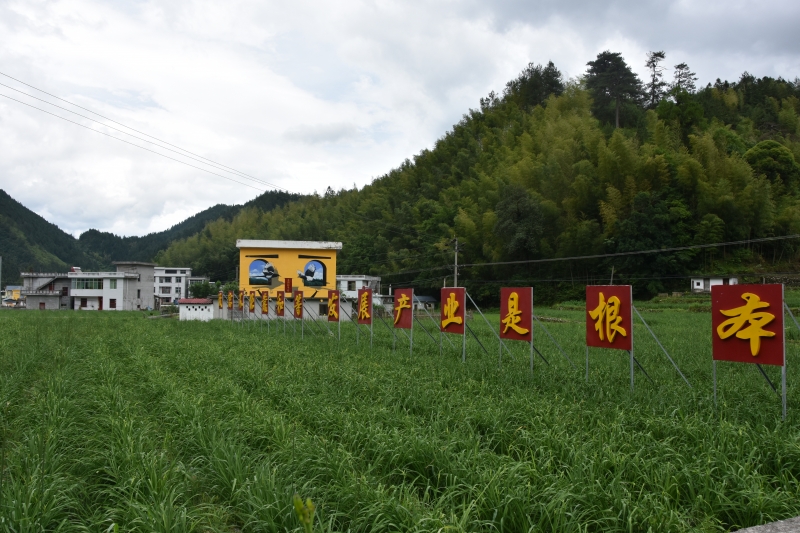 江西吉安：高山黄花菜助力乡村振兴