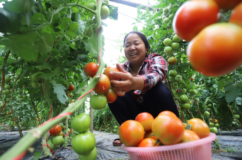 江西安福：返乡种菜  助力扶贫