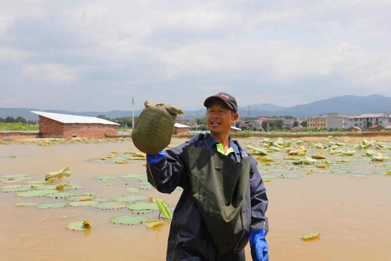 江西莲花：养殖甲鱼助农增收　