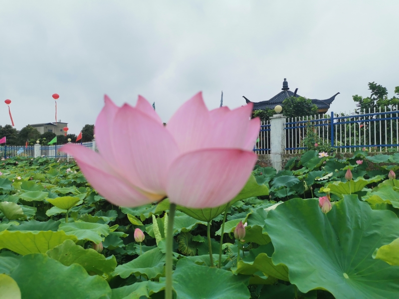 江西余干：夏日荷花别样红