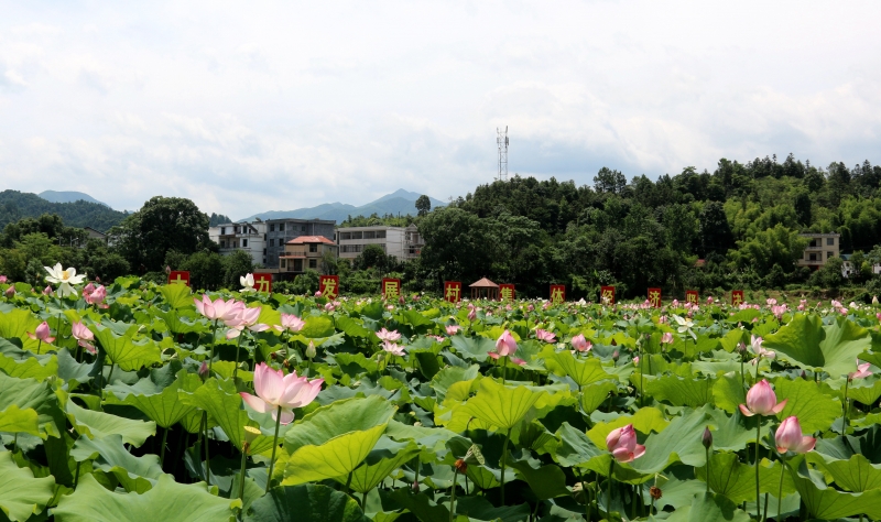 江西遂川：万亩荷花竞相绽放点缀醉美乡村