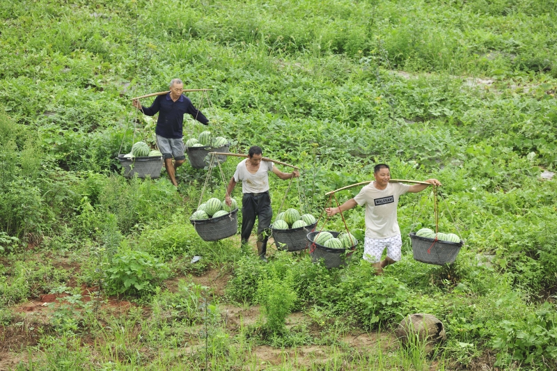 江西万载：富硒西瓜助力脱贫增收