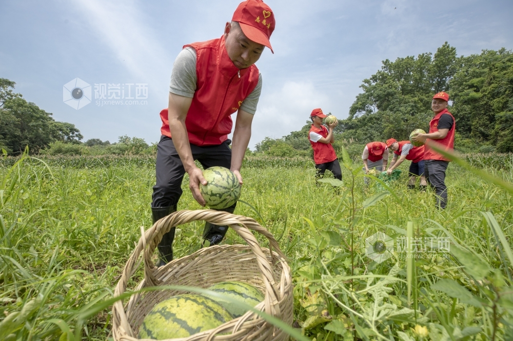 7月13日，在庐山市蓼南乡新华村扶贫果蔬基地，党员干部组成的志愿者服务队与贫困户一起抢收地里的西瓜，保护脱贫攻坚果实。