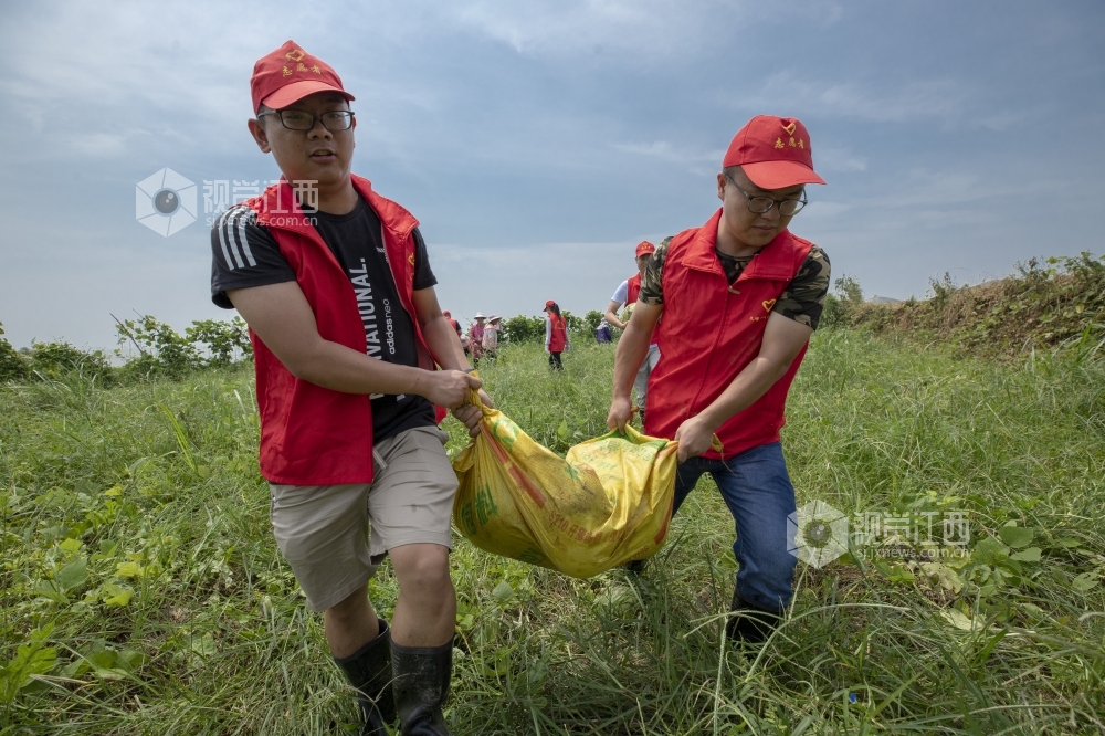 7月13日，在庐山市蓼南乡新华村扶贫果蔬基地，党员干部组成的志愿者服务队与贫困户一起抢收地里的西瓜，?；ね哑豆ゼ峁?。