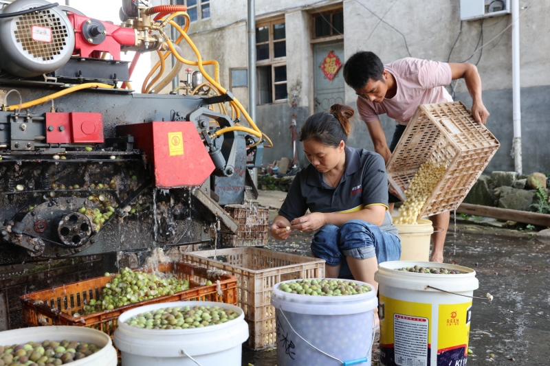 江西南丰：生态莲子助力乡村振兴