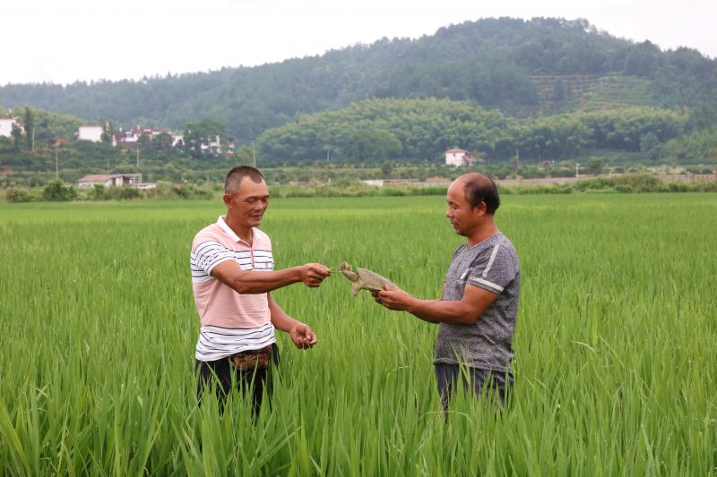 江西南丰：生态种养效益高