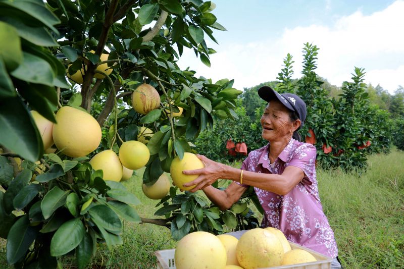 江西吉安：蜜柚熟 富万家