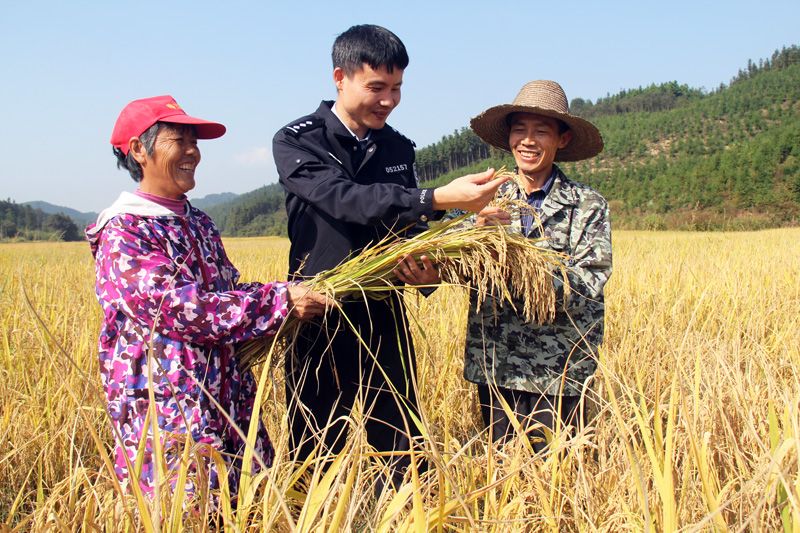 江西分宜：扶贫优质稻喜获丰收