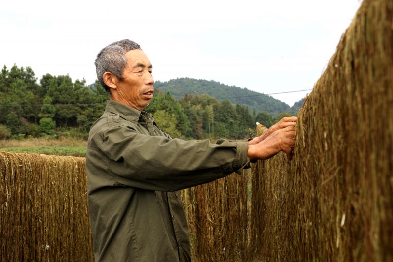 江西分宜：晒麻忙 促脱贫