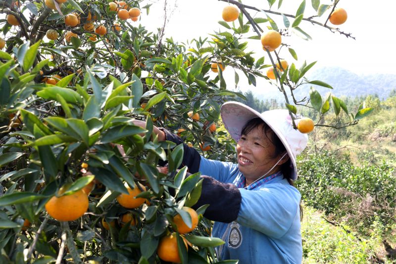 江西分宜：桔子丰收助脱贫