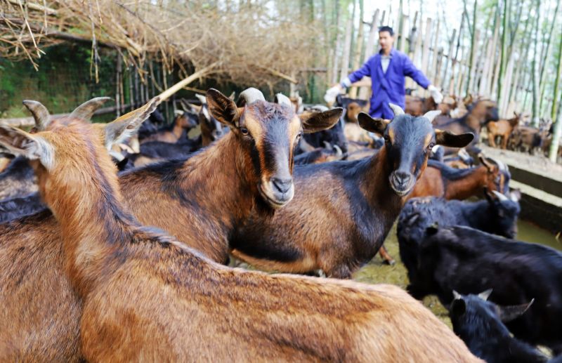 江西安福：扩大养殖规模 稳定脱贫成果