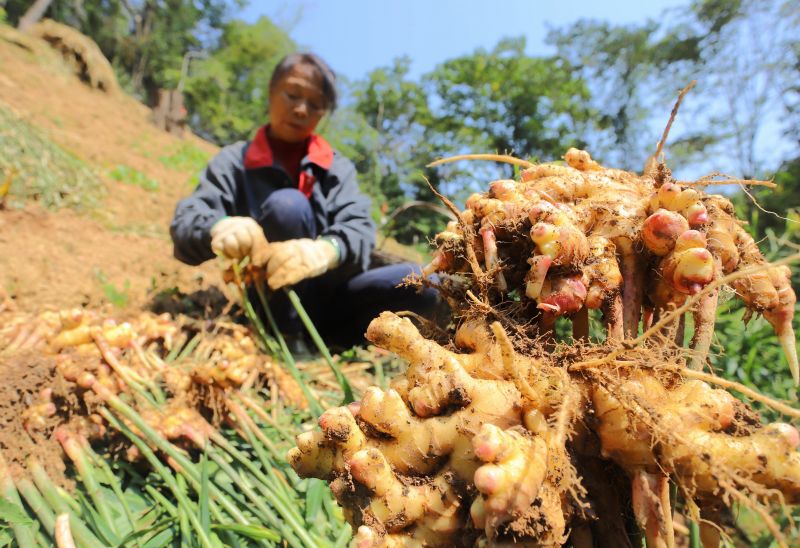 江西安福：林下种生姜 致富奔小康