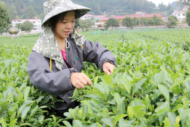 江西遂川：留守劳力采秋茶忙增收