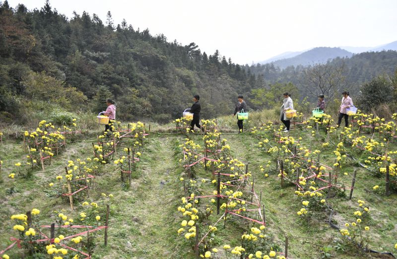 江西南昌：高山皇菊绽放 村民采摘致富花