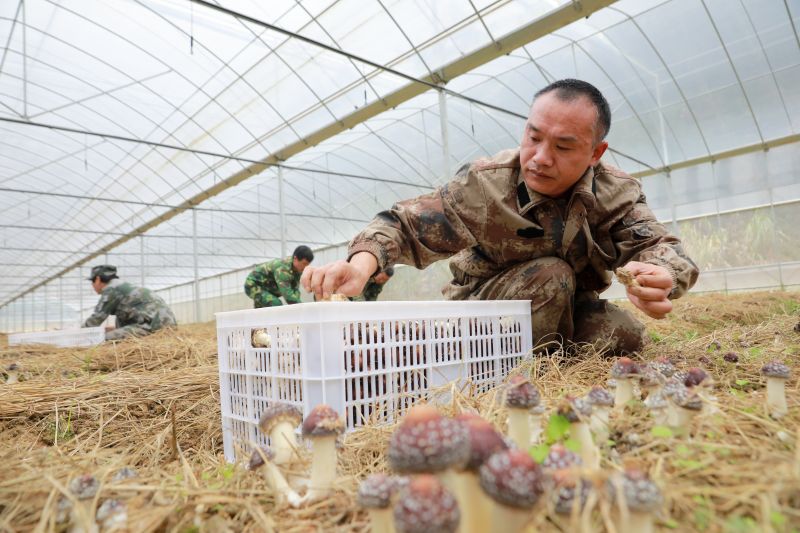 江西吉安：林下经济助增收