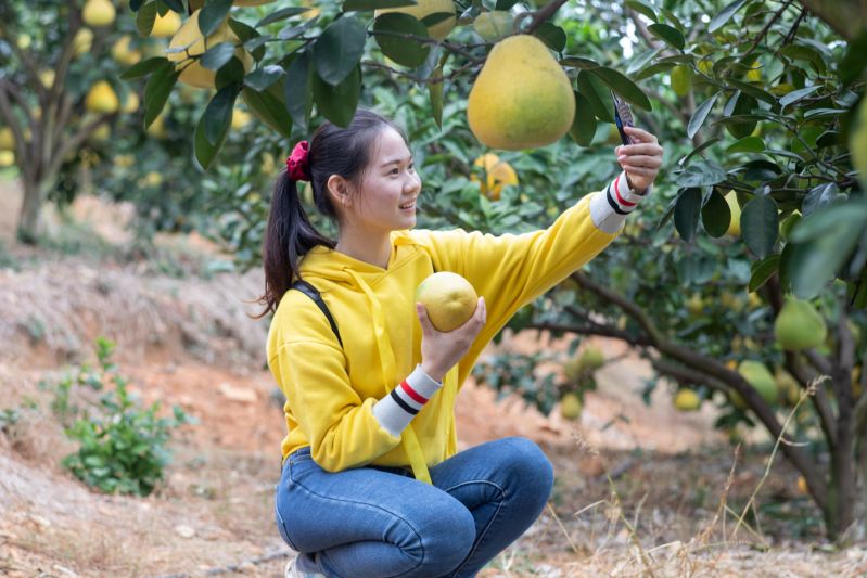 江西吉水:一村一品  蜜柚致富