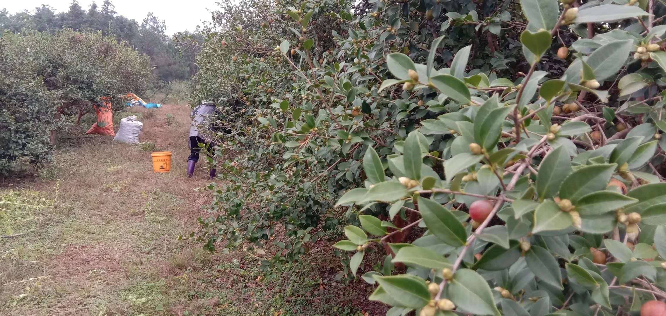 江西新干：4.5万亩高产油茶喜获丰收